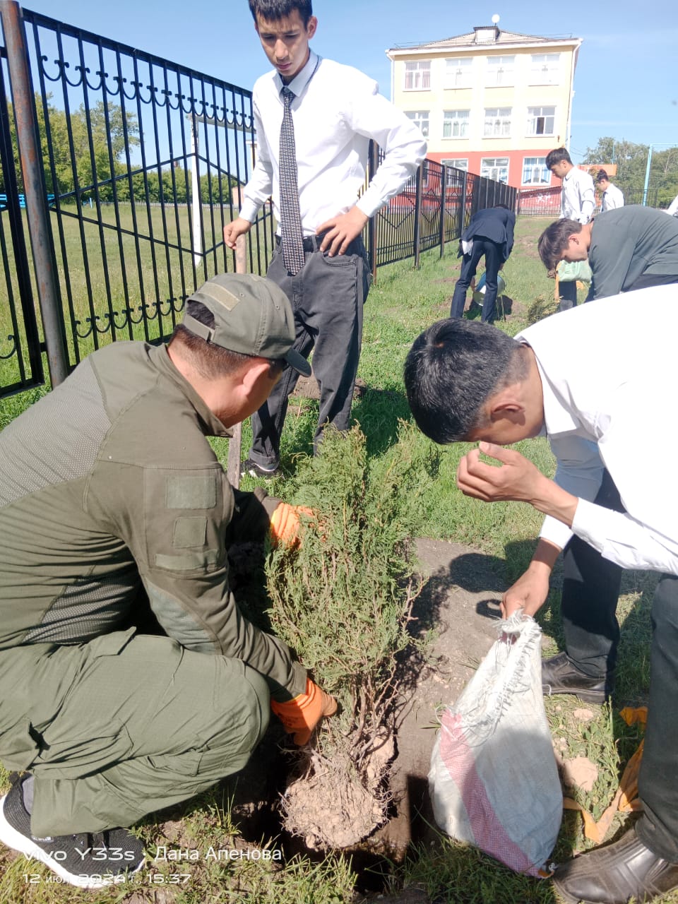 посадка елей