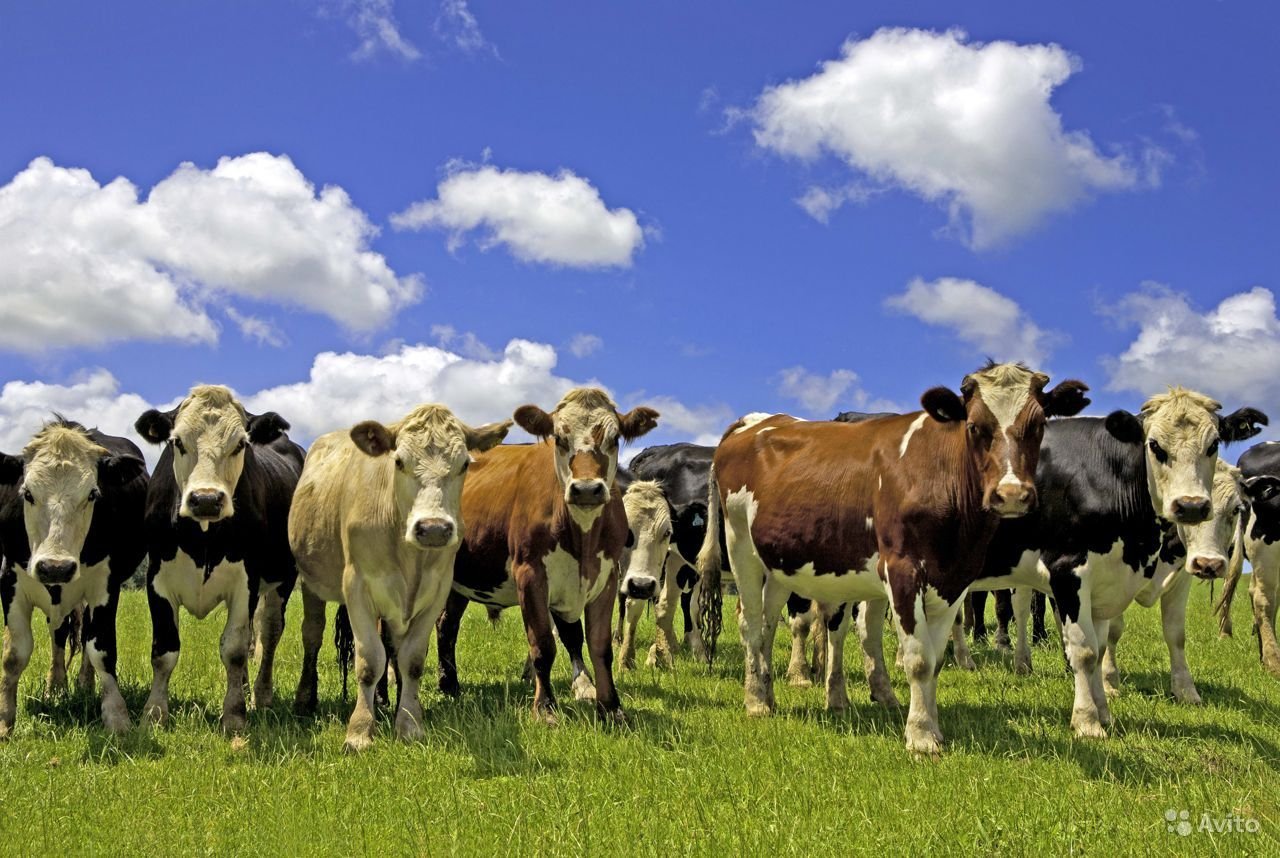 Правила выпаса сельскохозяйственных животных по Костанайской области