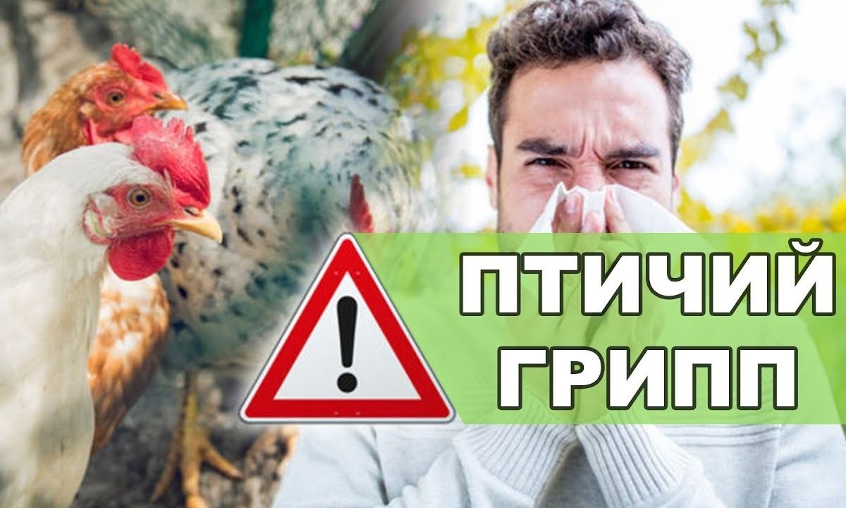 Птичий  грипп