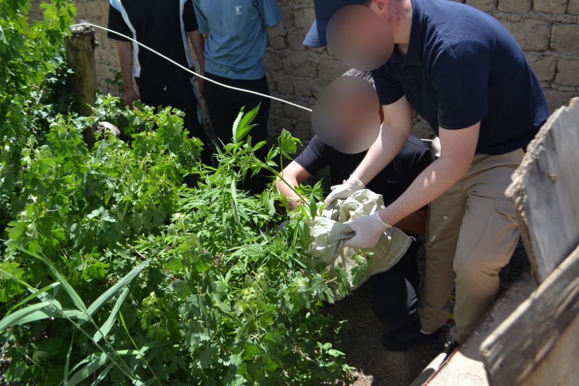 В Кызылординский области задержан житель района по подозрению в культивировании наркорастений