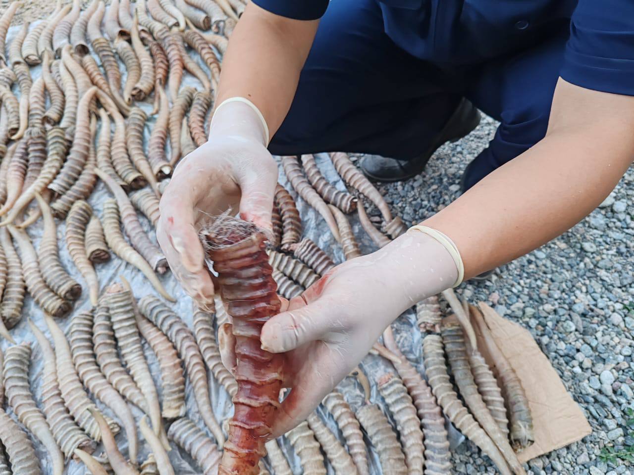 ЖЕТІСУДА АҚБӨКЕН МҮЙІЗІН ЗАҢСЫЗ САҚТАҒАНДАР ҰСТАЛДЫ