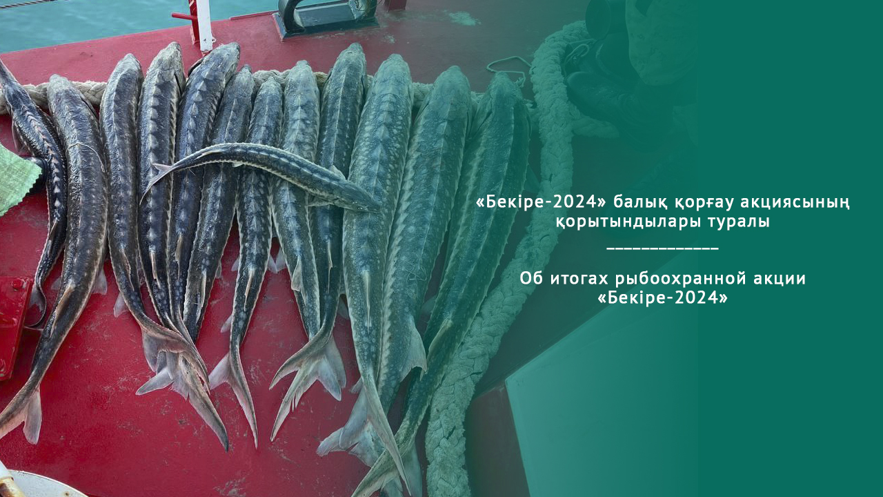 Об итогах рыбоохранной акции «Бекіре-2024»