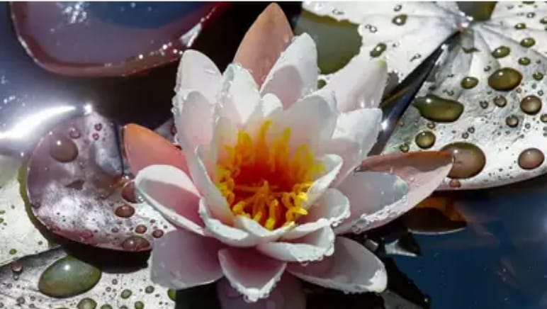 Ұзын күлгін гүлдер