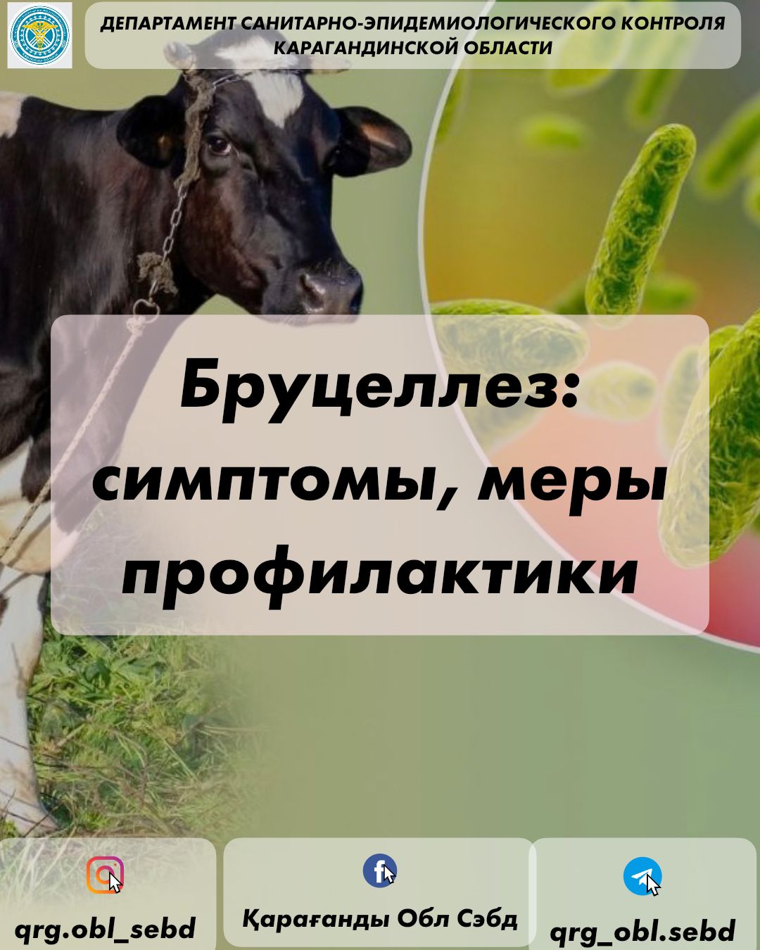 Бруцеллез: симптомы, меры профилактики