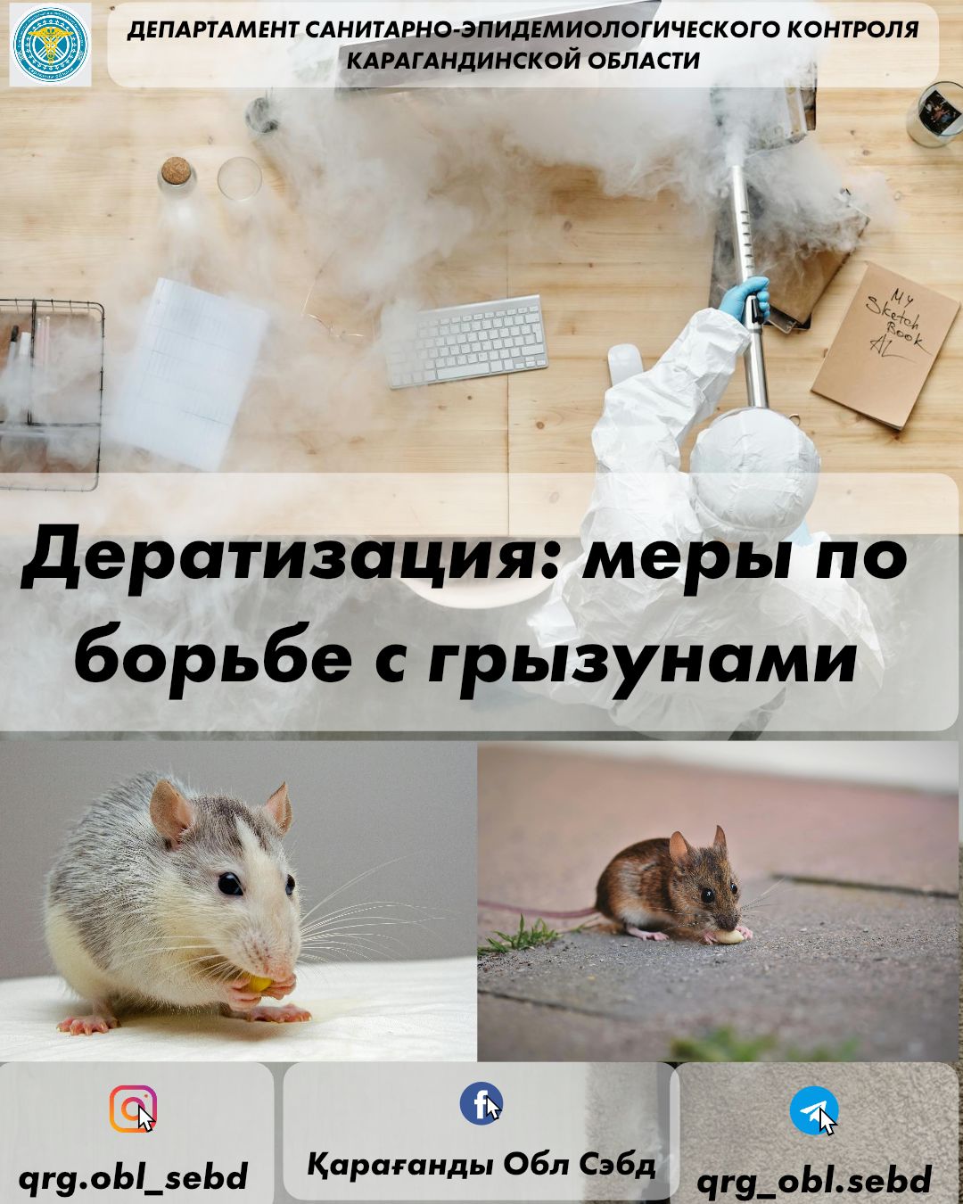 Дератизация: меры по борьбе с грызунами