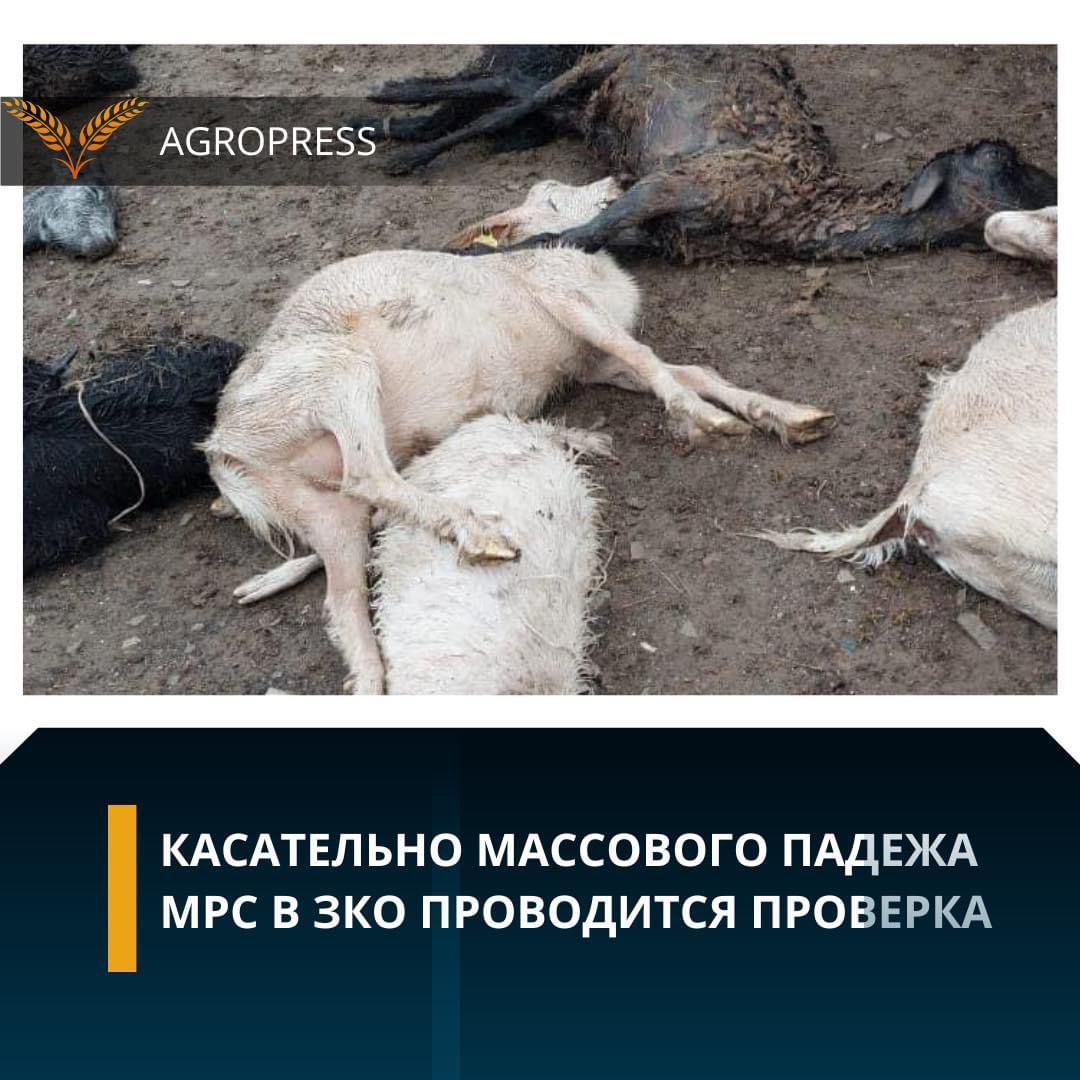 Касательно массового падежа МРС в ЗКО проводится проверка