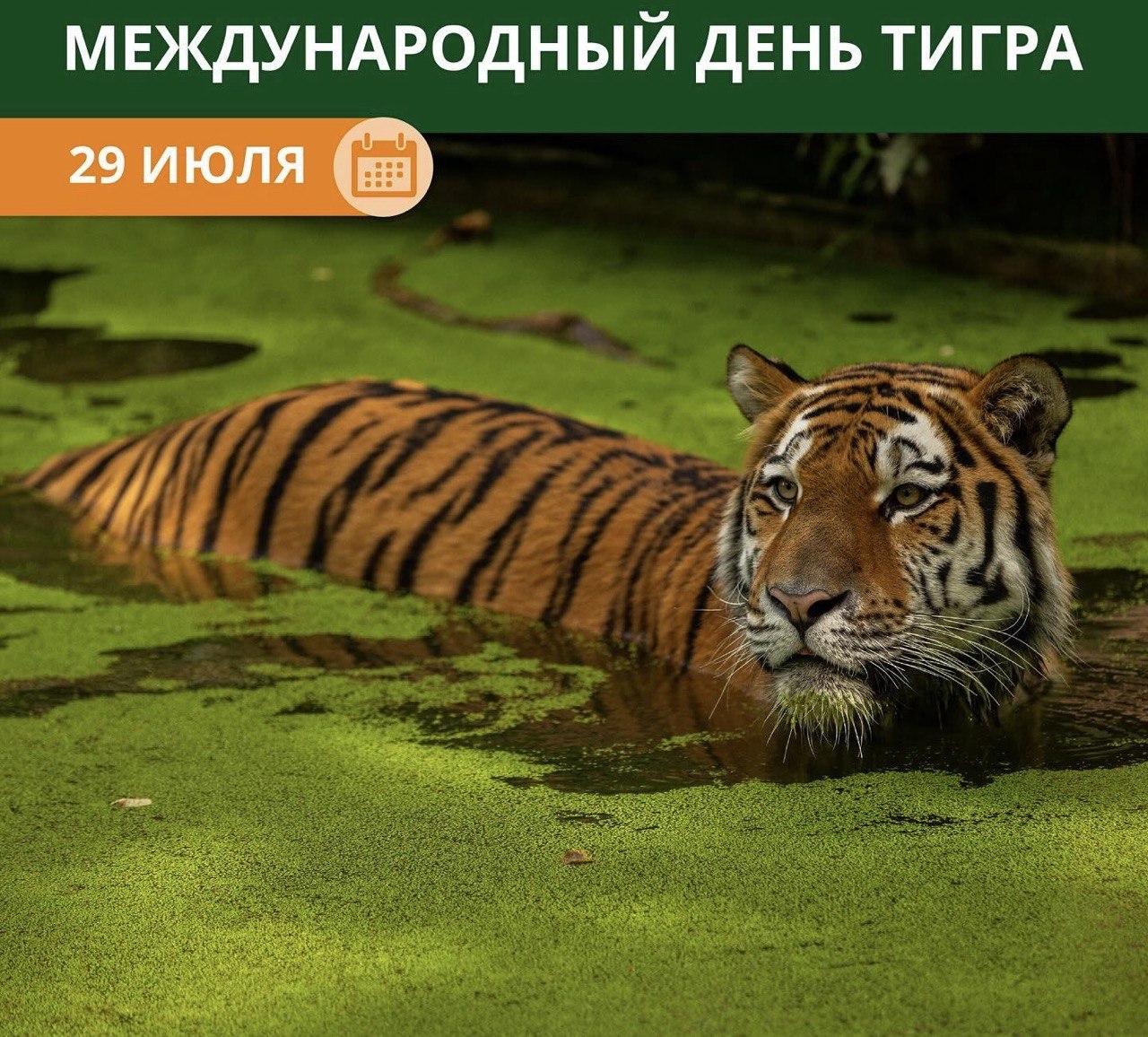 Ішектегі үлкен дилдоның фотосы