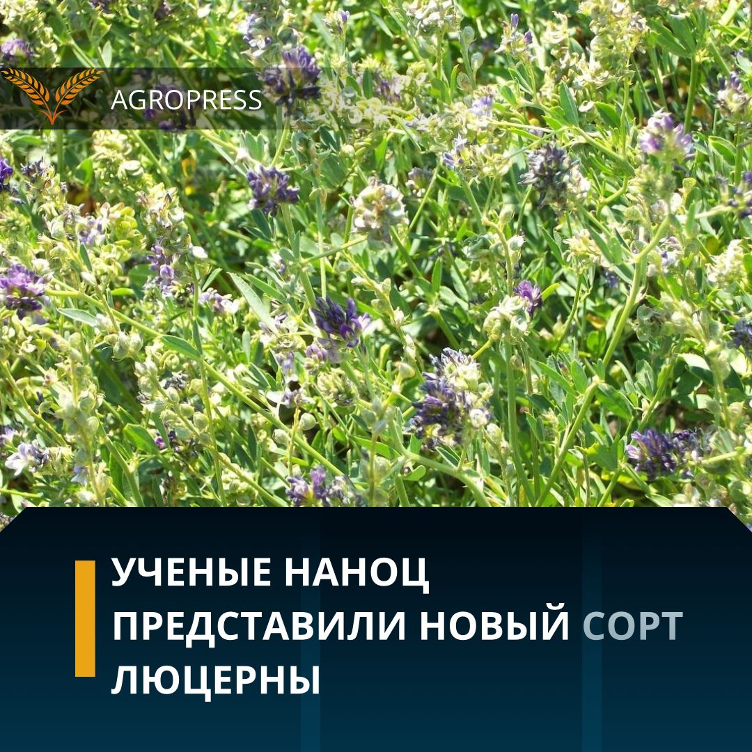 ҰАҒББО ғалымдары жоңышқаның жаңа түрін ұсынды