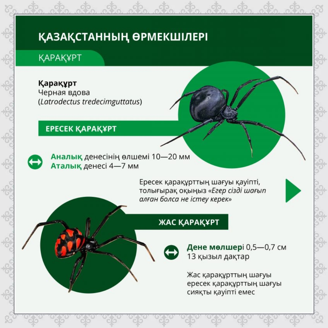 Кручининаның секс видеосы