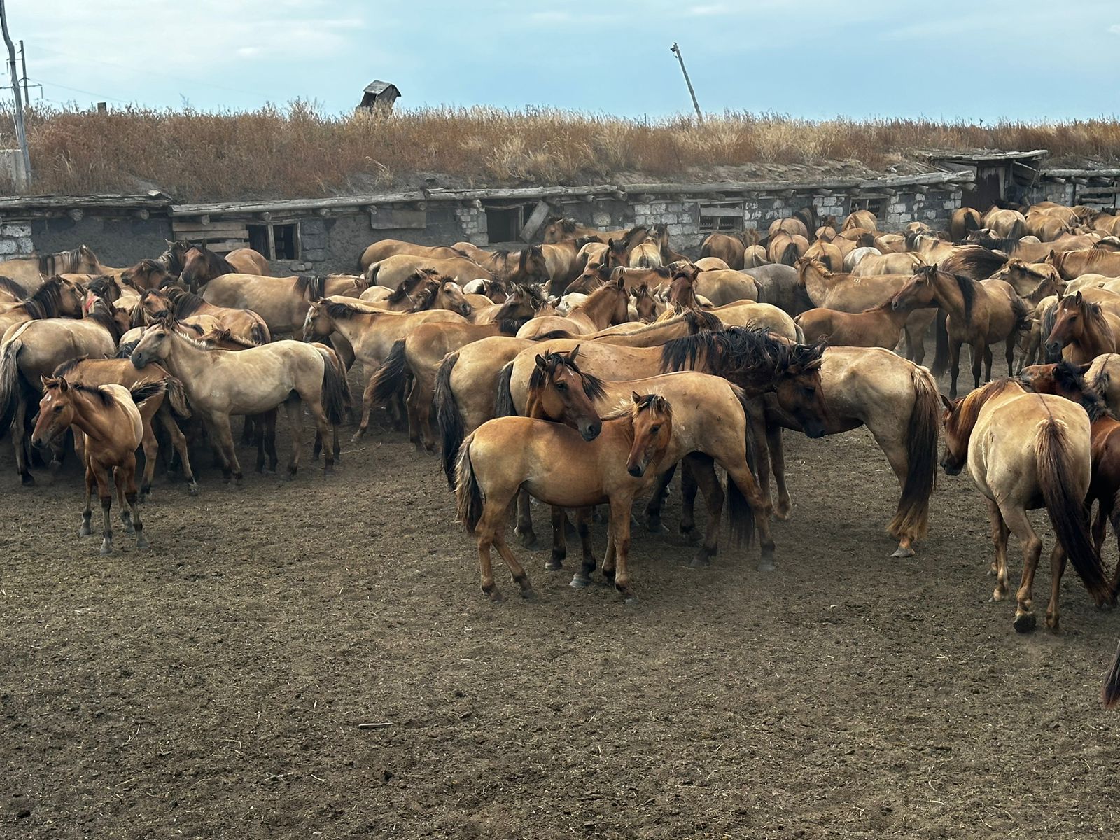 БДСМ порносын көру