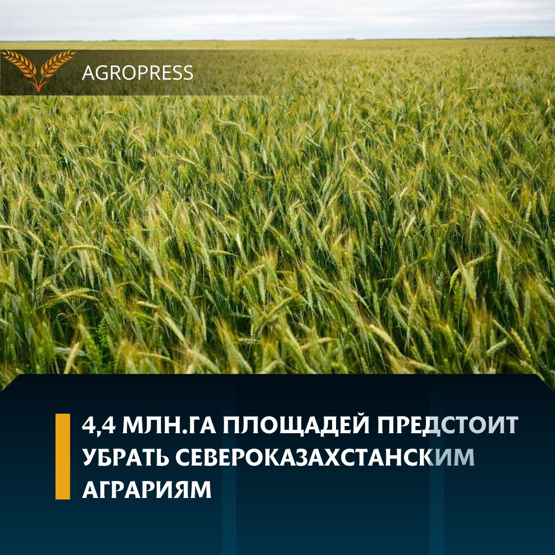 4,4 млн га площадей предстоит убрать североказахстанским аграриям