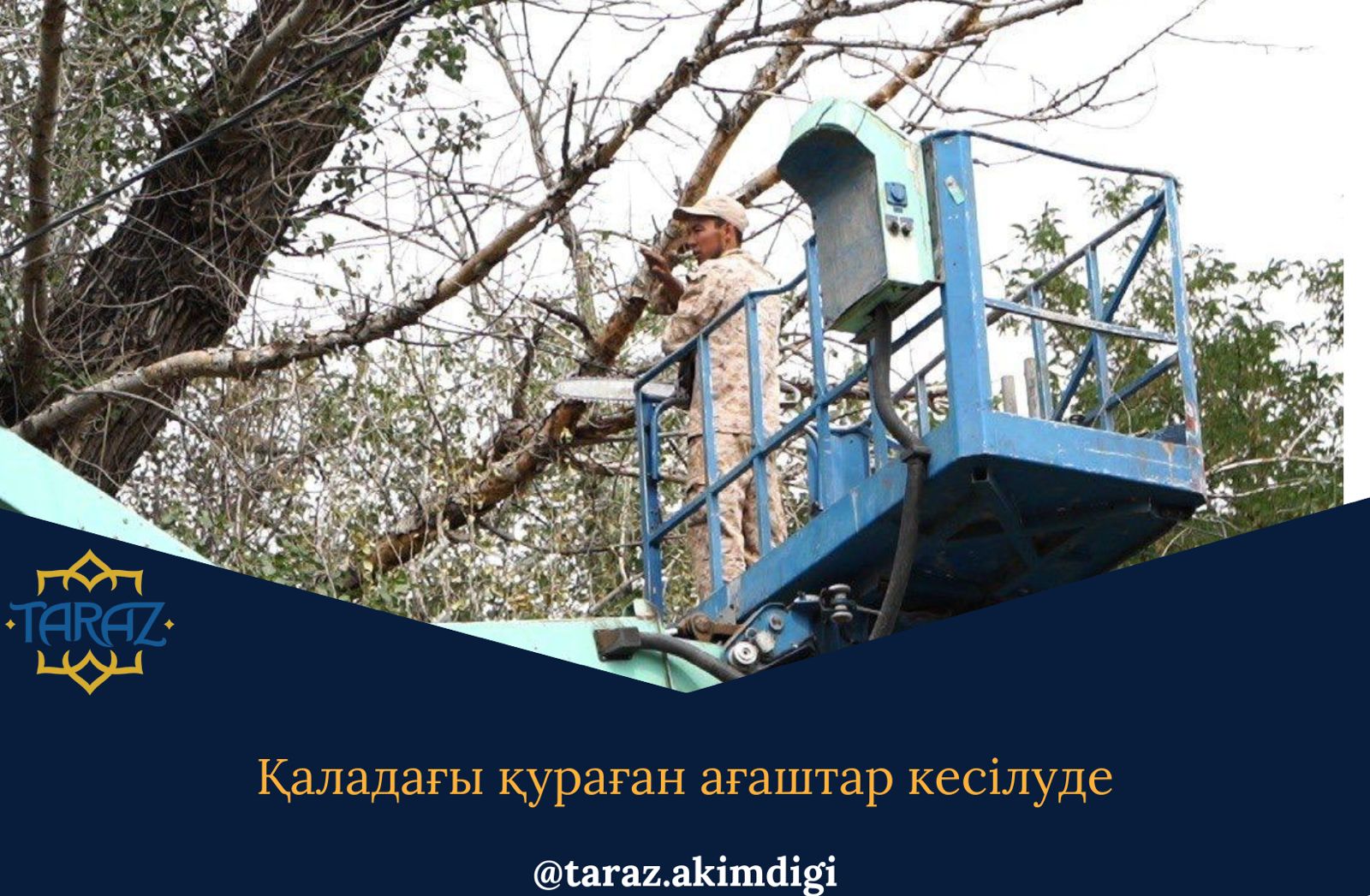 Қаладағы қураған ағаштар кесілуде