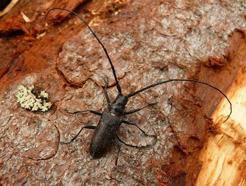 Зараженные пиломатериалы