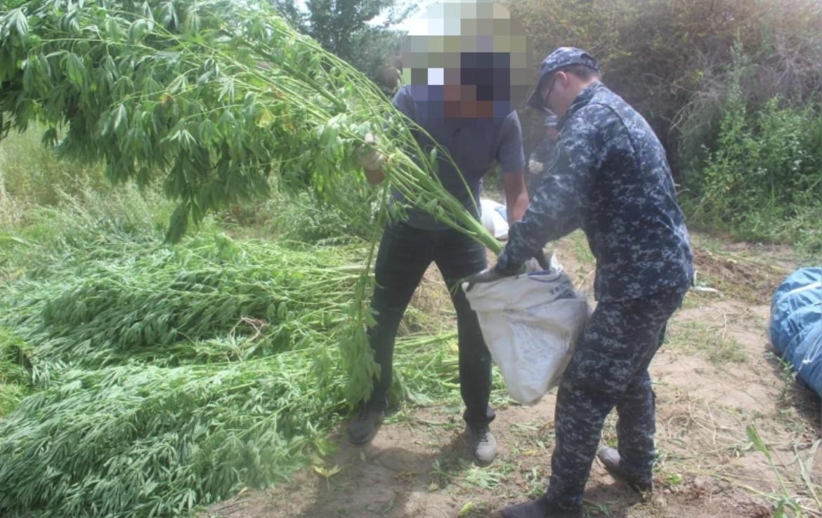 Қызылорда облысында тағы да ірі  есірткі алқабы жойылды