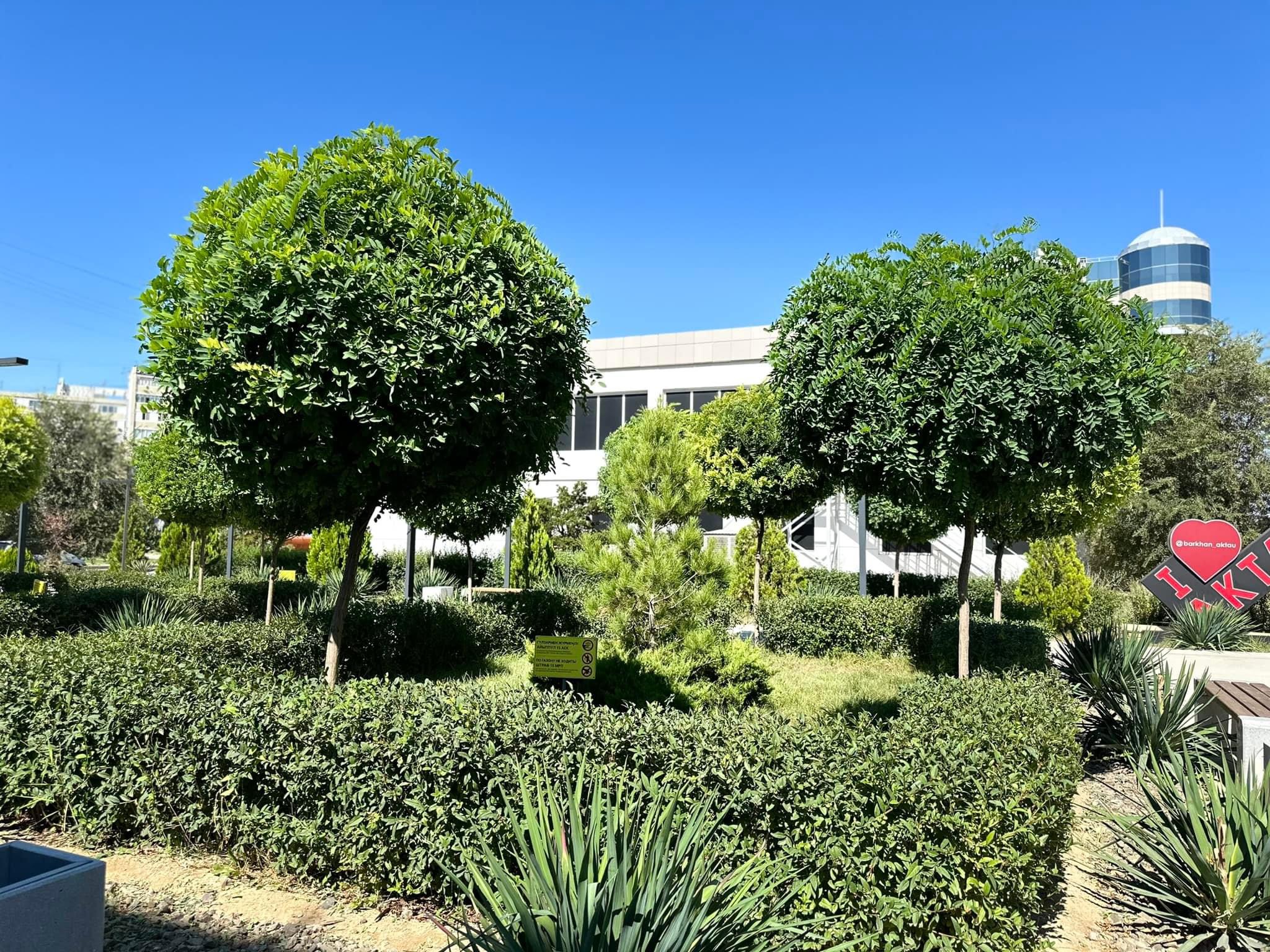 В Актау предприниматель превратил территорию своего объекта в зелёный оазис