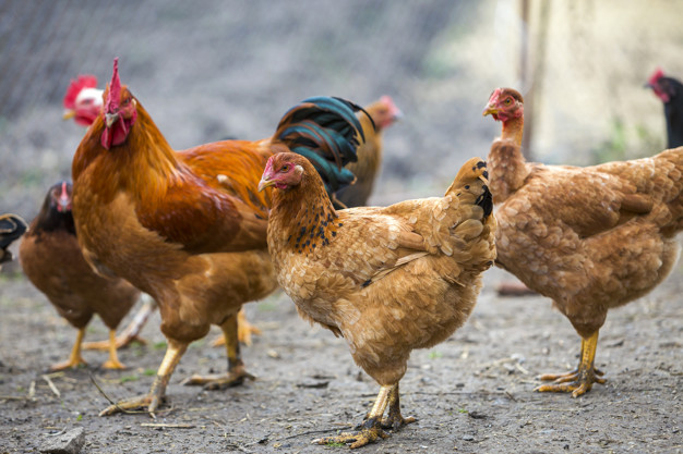 Пастереллез. Неліктен қауіпті?