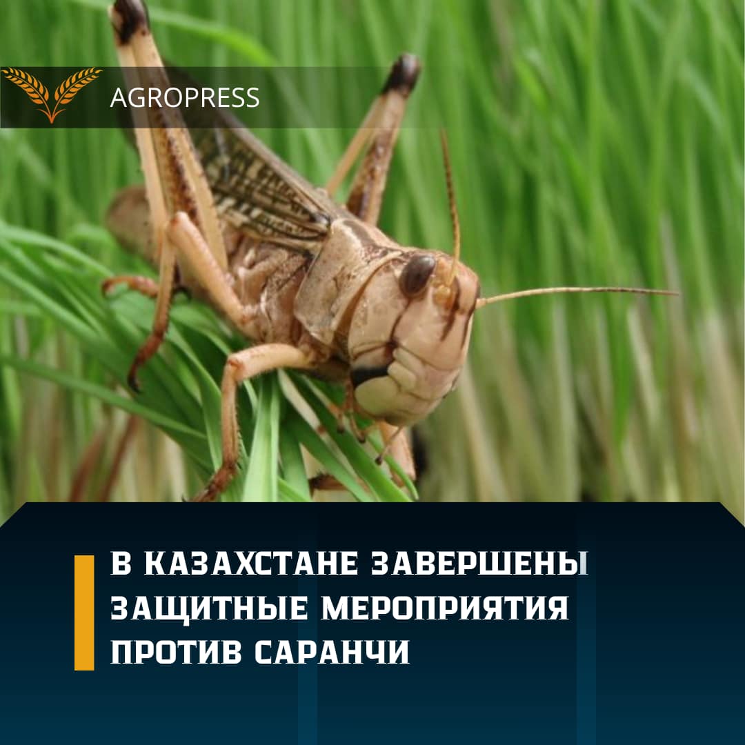 В КАЗАХСТАНЕ ЗАВЕРШЕНЫ  ЗАЩИТНЫЕ МЕРОПРИЯТИЯ ПРОТИВ САРАНЧИ