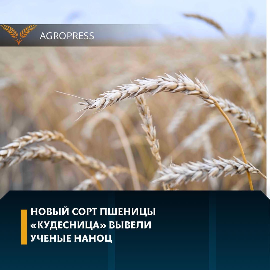 Новый сорт пшеницы «Кудесница» вывели ученые НАНОЦ