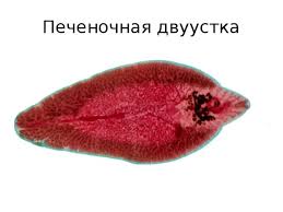 Бауыр ісігі оның алдын алу.