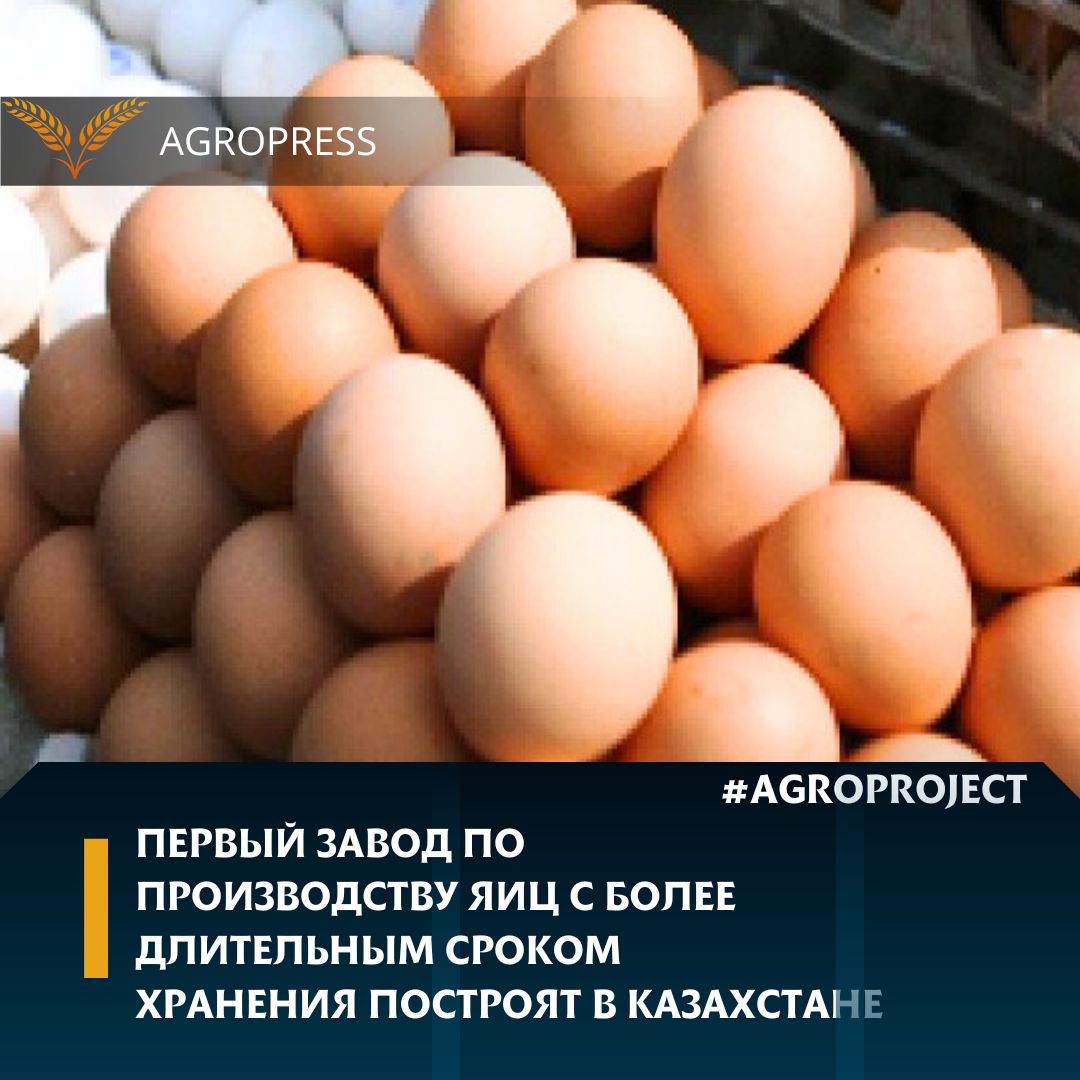 Қазақстанда мерзімі ұзақ сақталатын жұмыртқа өндіретін алғашқы зауыт салынады
