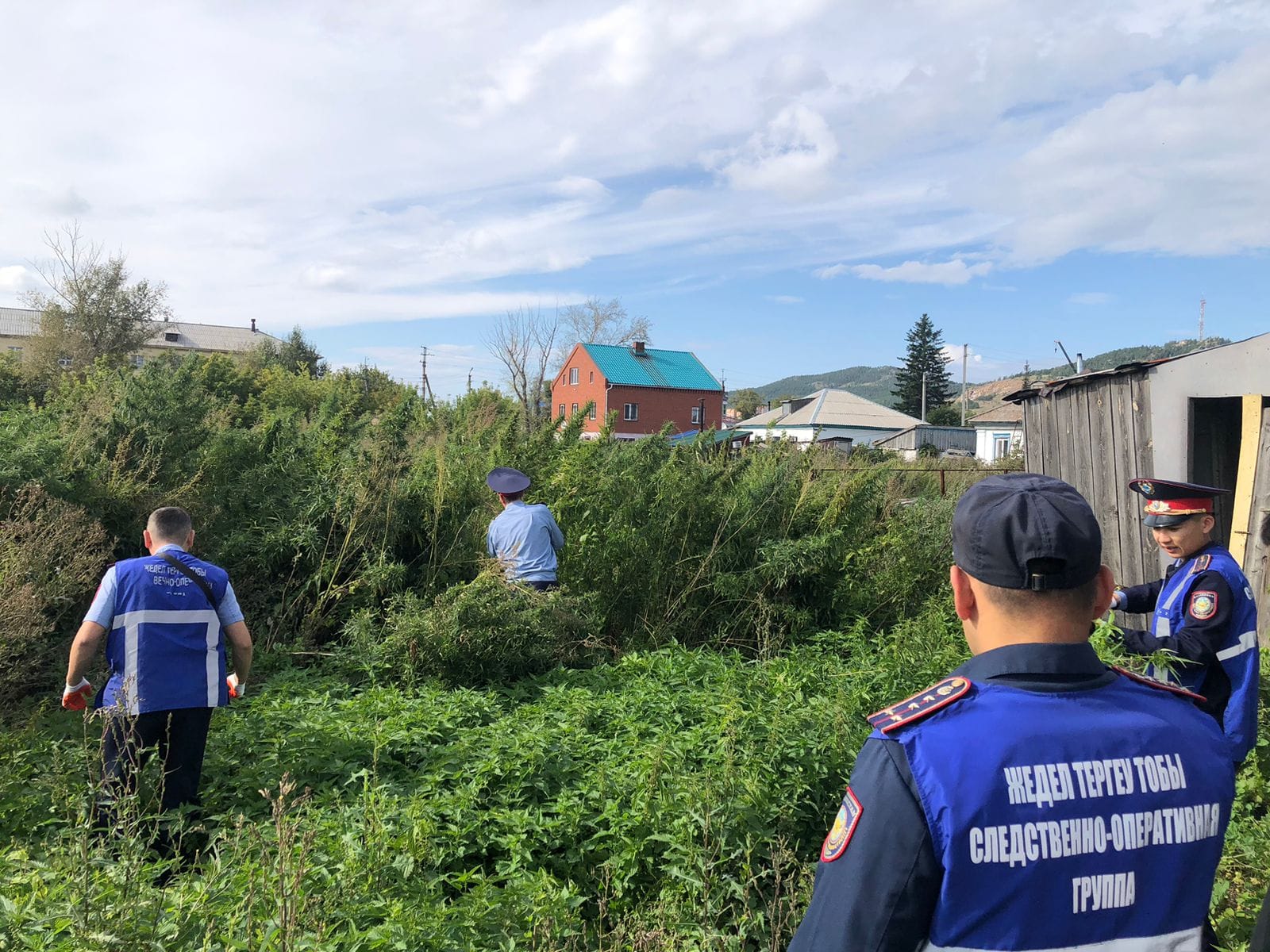 Плантацию наркосодержащих растений ликвидировали полицейские в Бурабайском районе