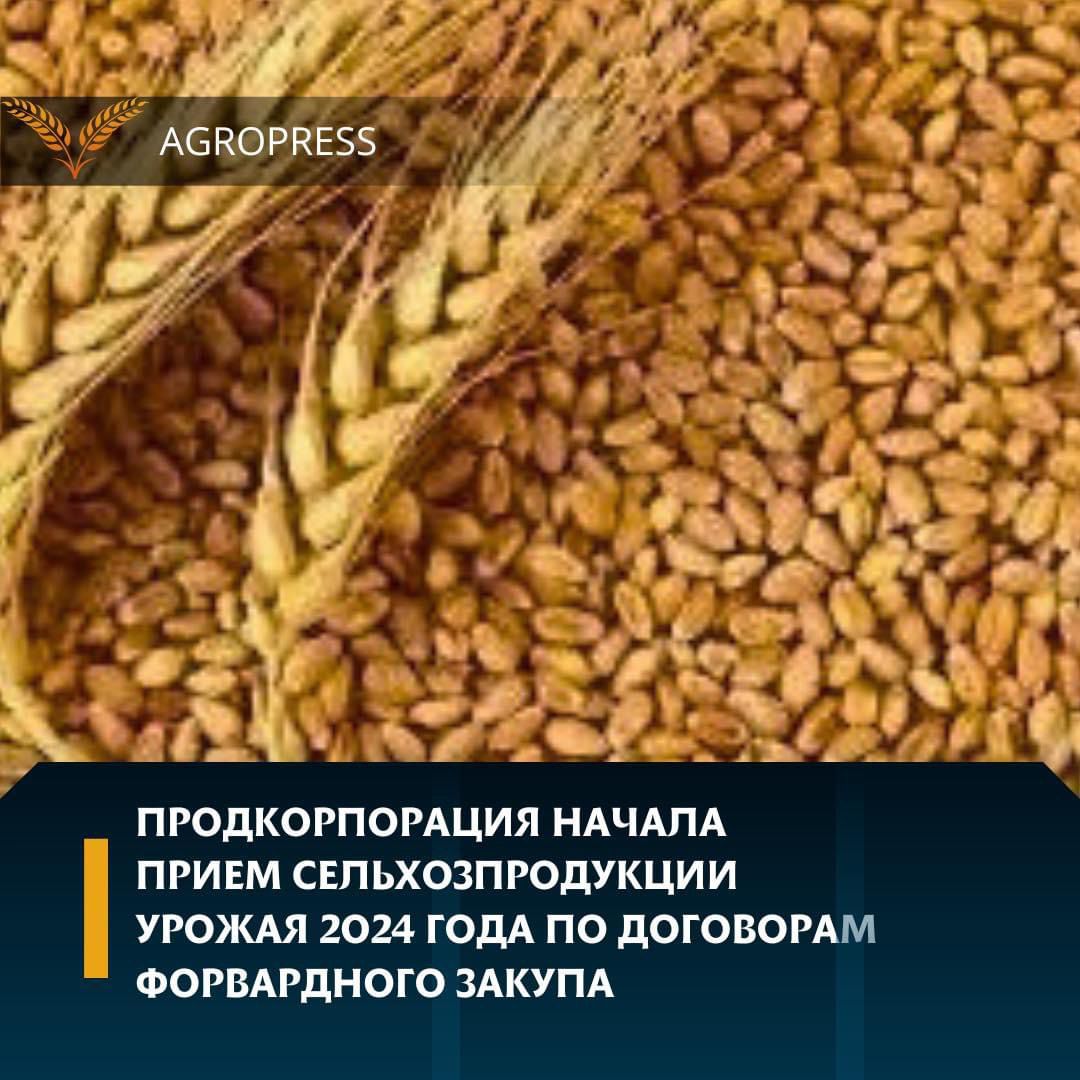 Продкорпорация начала прием сельхозпродукции урожая 2024 года по договорам форвардного закупа
