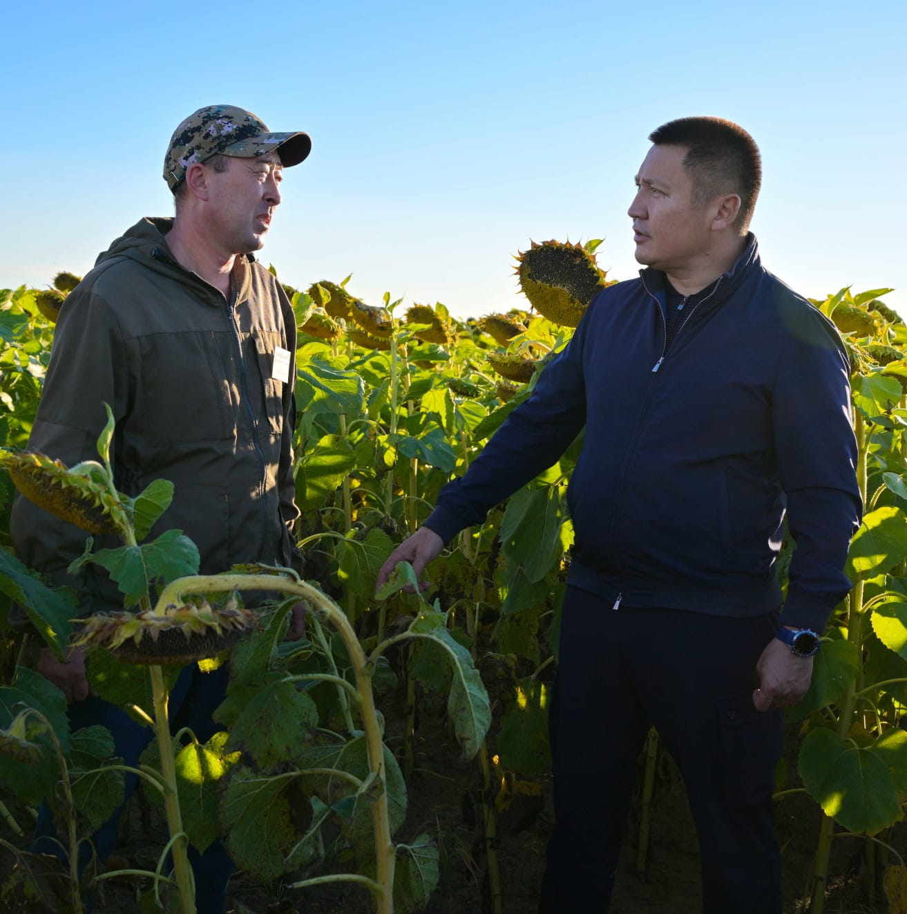 Глава региона Асаин Байханов проверил ход уборочной страды в Железинском районе