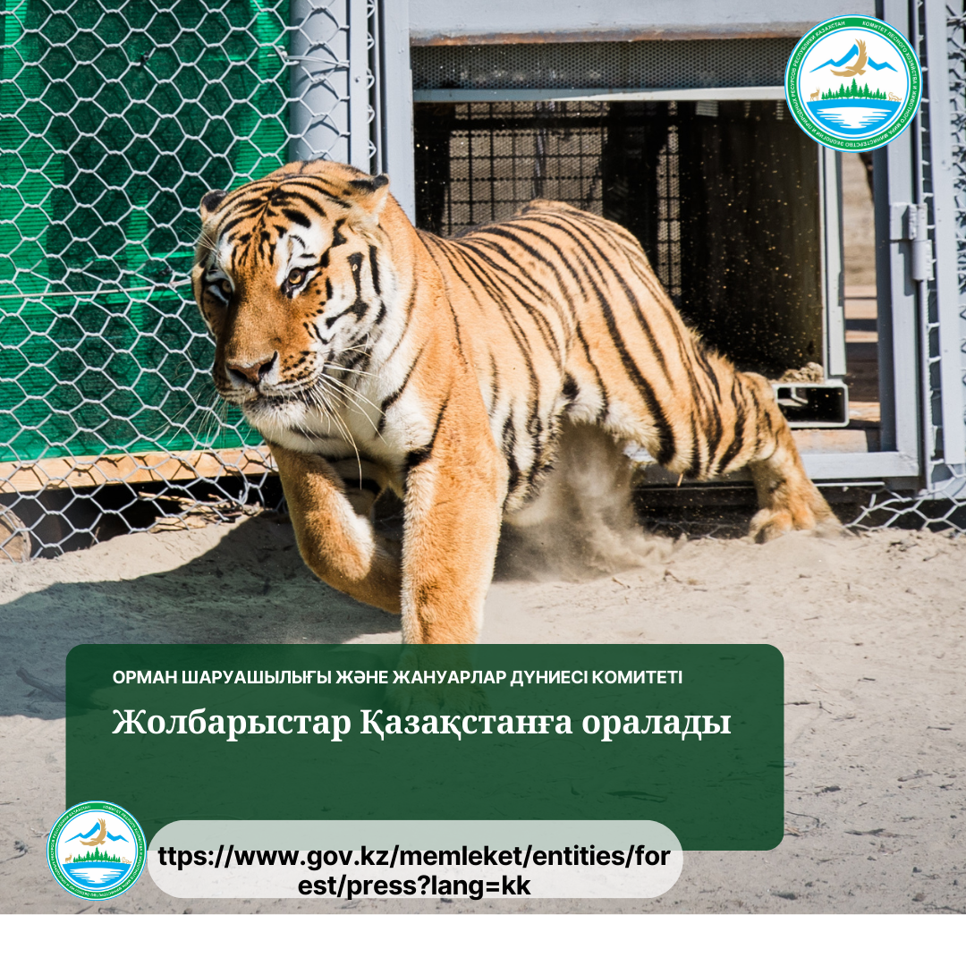 Тигры возвращаются в Казахстан