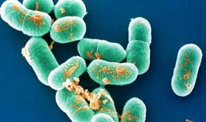 Листериозды алдын алу