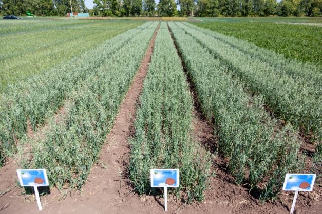 ҰАҒББО суперэлиталық тұқым өндірісін 40 мың  тоннаға дейін арттыруды жоспарлап отыр