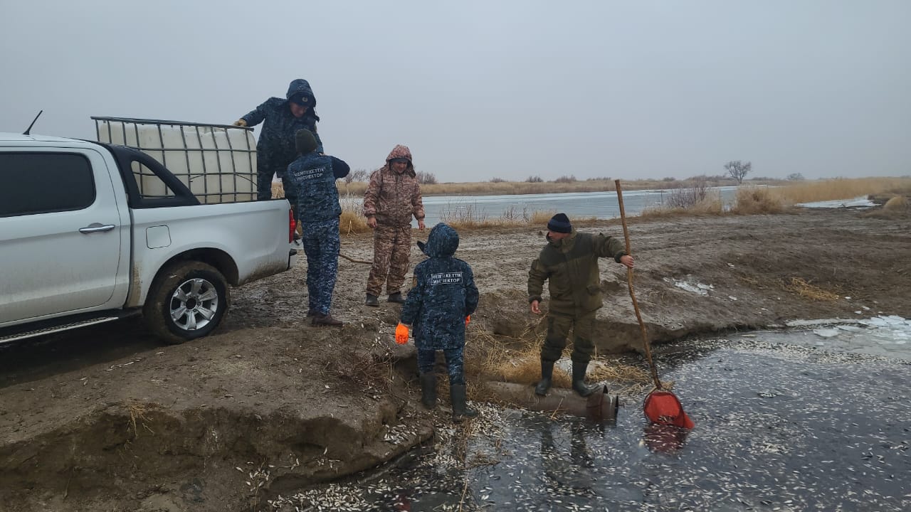 180 тысяч штук молоди рыб спасено на водоканале Баксай в Атырауской области