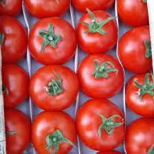 Казахстанские производители томатов смогут вывозить продукцию в РФ