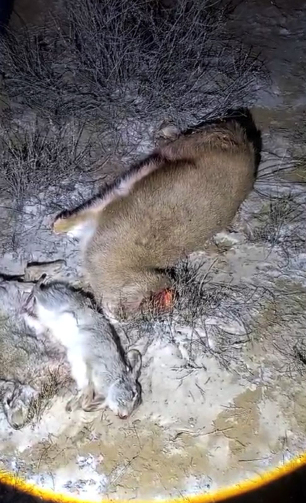 Алматы облысында браконьерлік фактісі анықталды