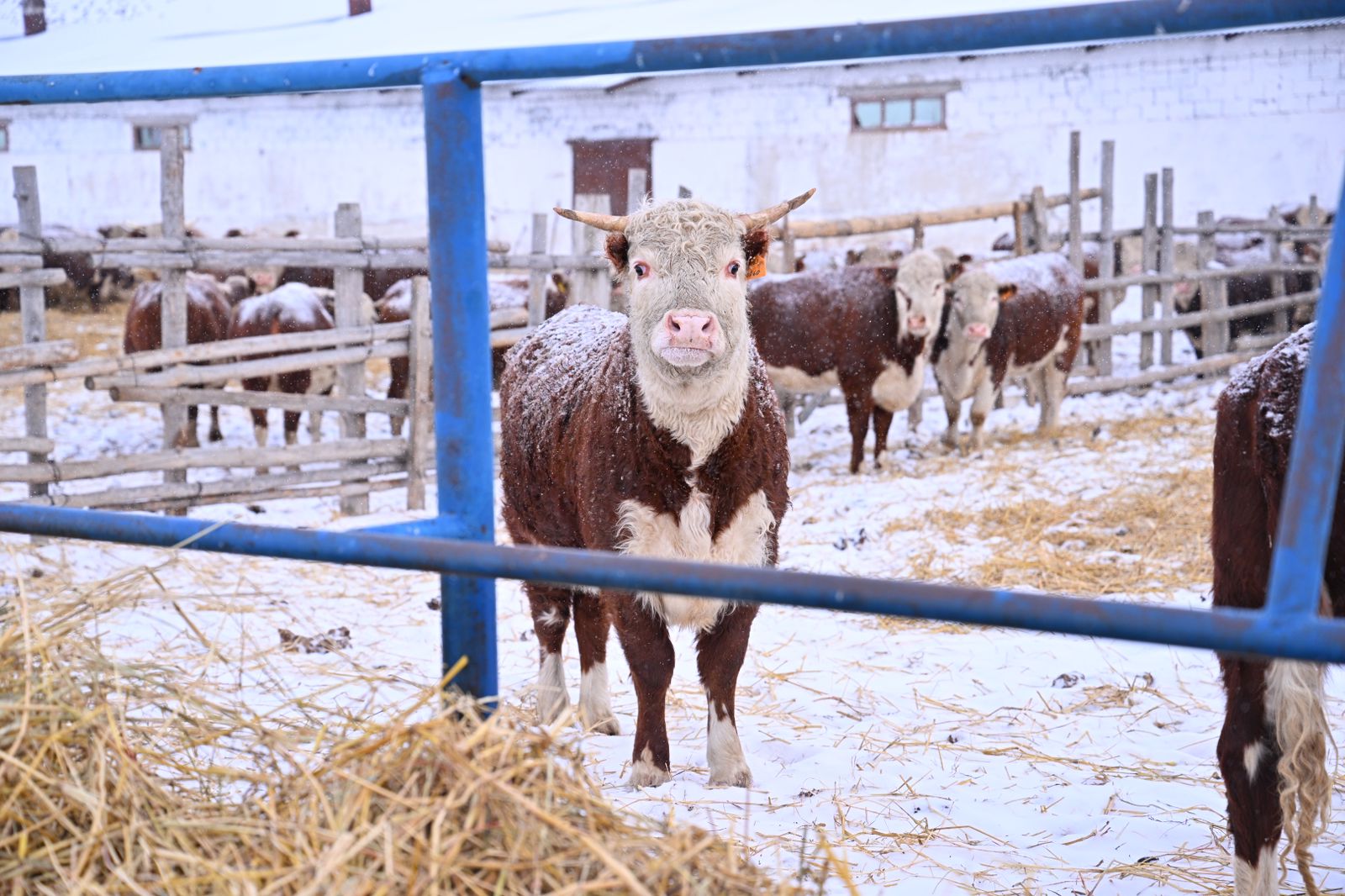 Татарстан делегациясы Абай облысының шаруашылықтарымен танысты