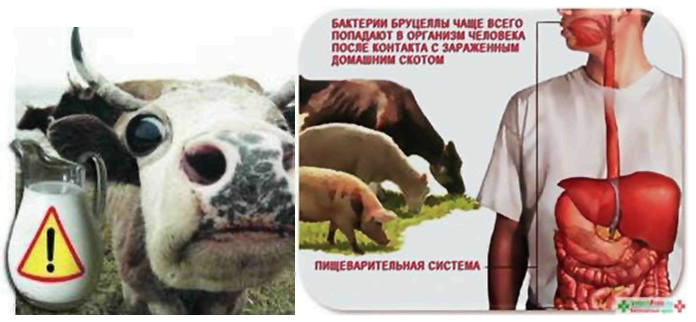 Бруцеллез деген не және оның қауіпі қандай?