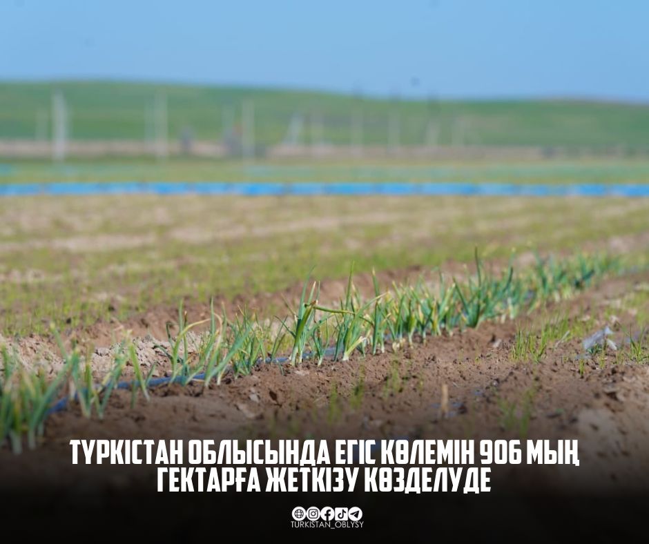 ТҮРКІСТАН ОБЛЫСЫНДА ЕГІС КӨЛЕМІН 906 МЫҢ ГЕКТАРҒА ЖЕТКІЗУ КӨЗДЕЛУДЕ