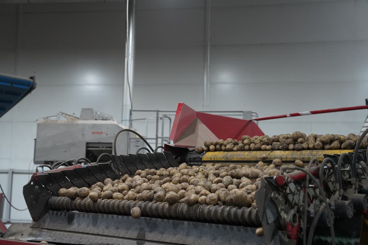 Қазақстандағы пияз бен картоп теңгерімінің болжамы 25.11.2025