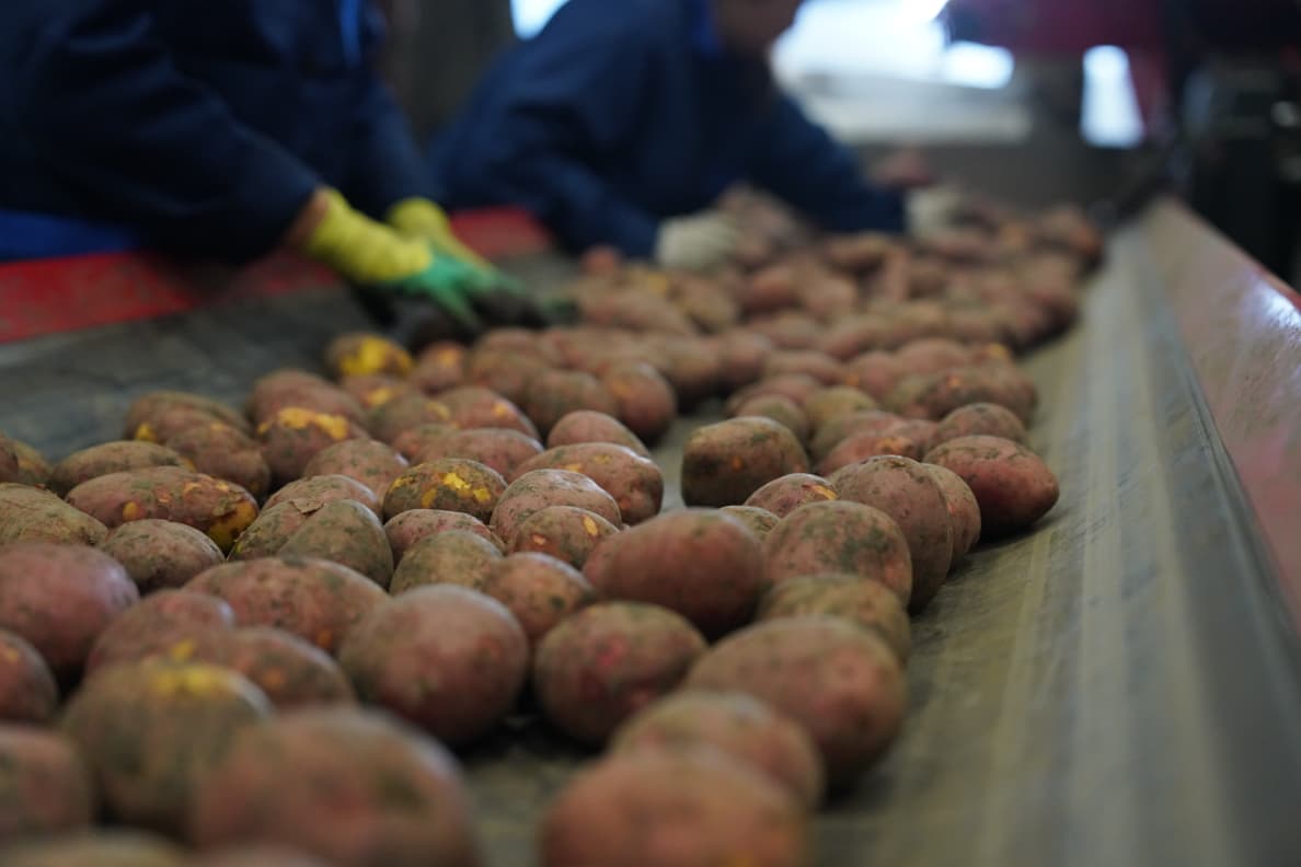 Қазақстандағы пияз бен картоп теңгерімінің болжамы 29.10.2025 ж.