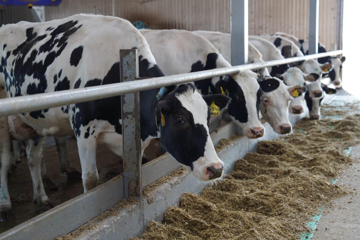 Қазақстан мал шаруашылығы өнімдерінің экспортын кеңейтуде