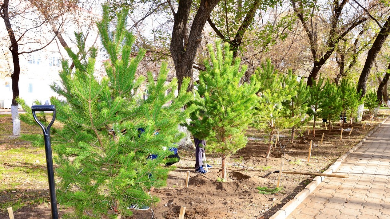 «Таза Қазақстан» жалпыұлттық сенбілігі: Қарағанды облысында 10 мың түп ағаш егілді