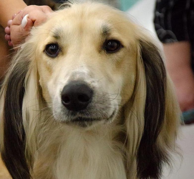 Осакаров ауданындағы тайған тұқымдас ит Қазақстандағы ең үздік деп танылды