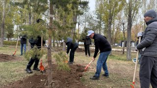 МАССОВАЯ ПОСАДКА ДЕРЕВЬЕВ В РАЙОНЕ «АЛМАТЫ»