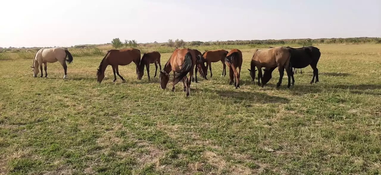 “Ауыл аманаты” ауылдықтардың еңсесін тіктеуде