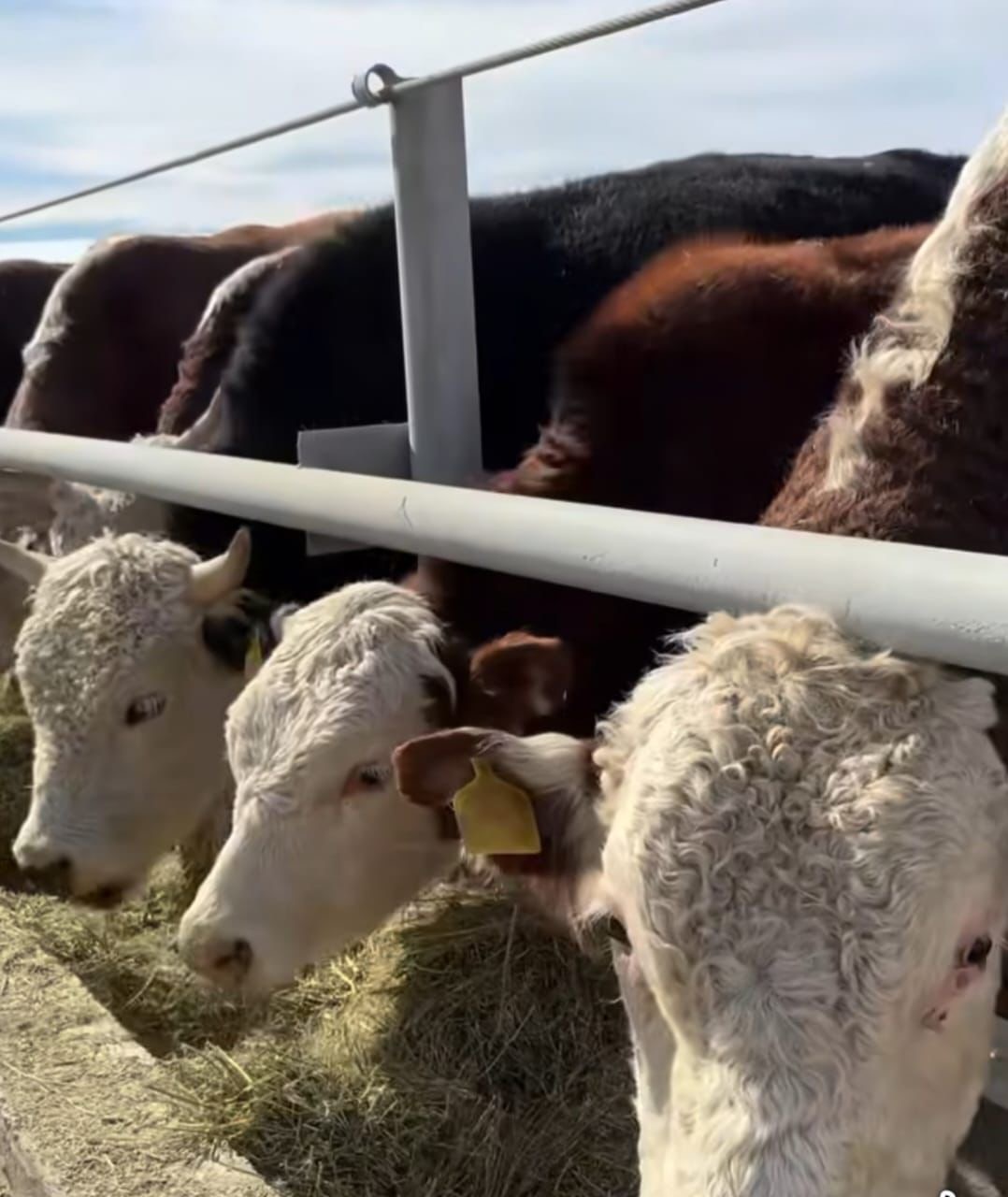 Ақсуат ауданында ауыл шаруашылығы саласын дамытуға бағытталған жаңа жоба іске қосылды
