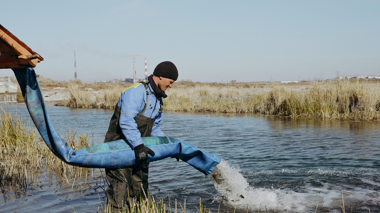 Балқаш көліне 125 мың сазан шабағы жіберілді