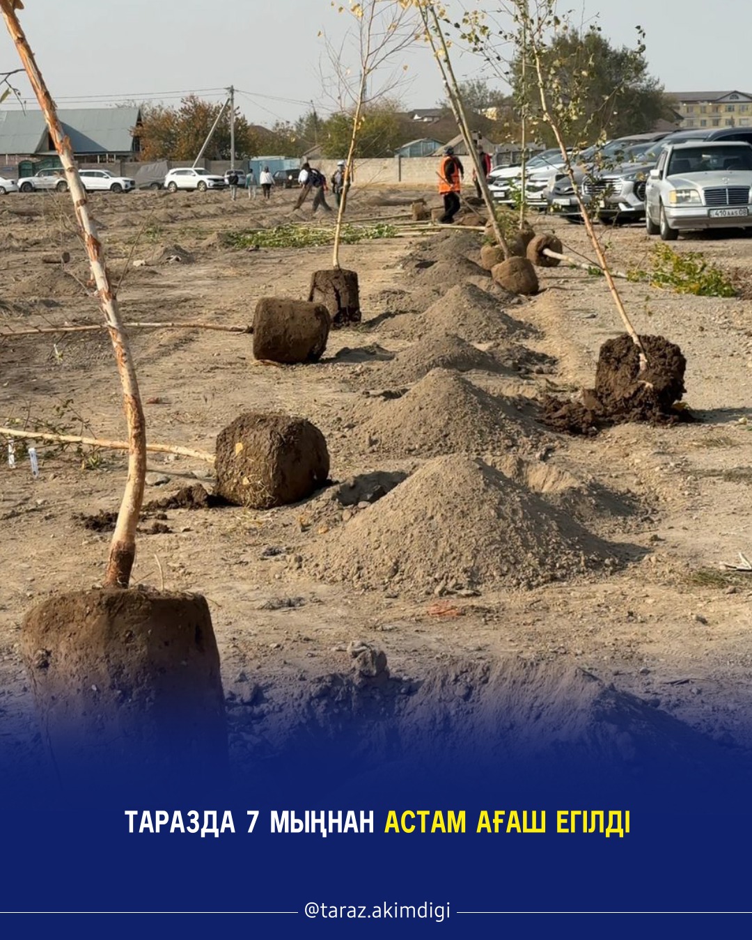 Таразда 7 мыңнан астам ағаш егілді