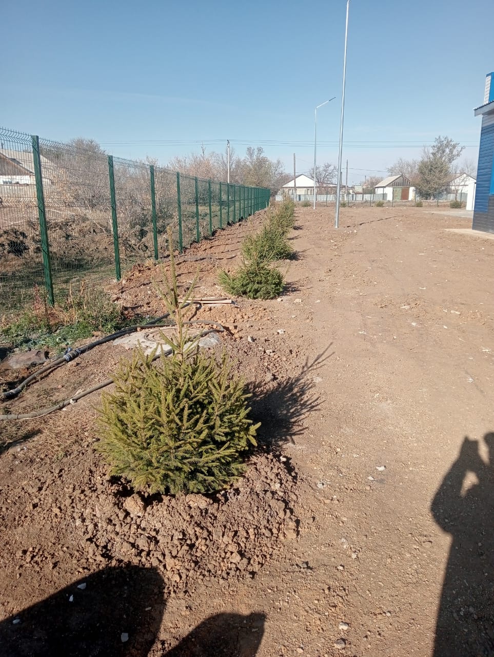 Проведение акции по посадке деревьев