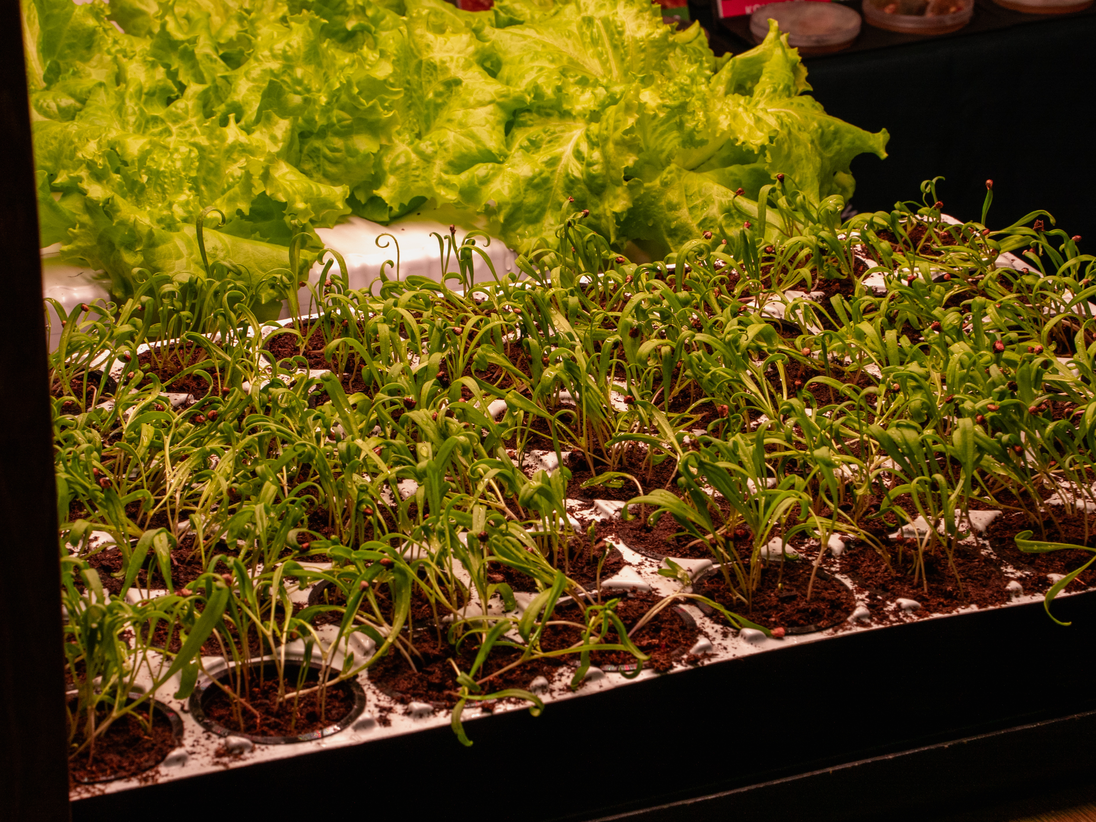 Қазақстанда отандық тұқымның жаңа сорттарының саны 3 есеге артты