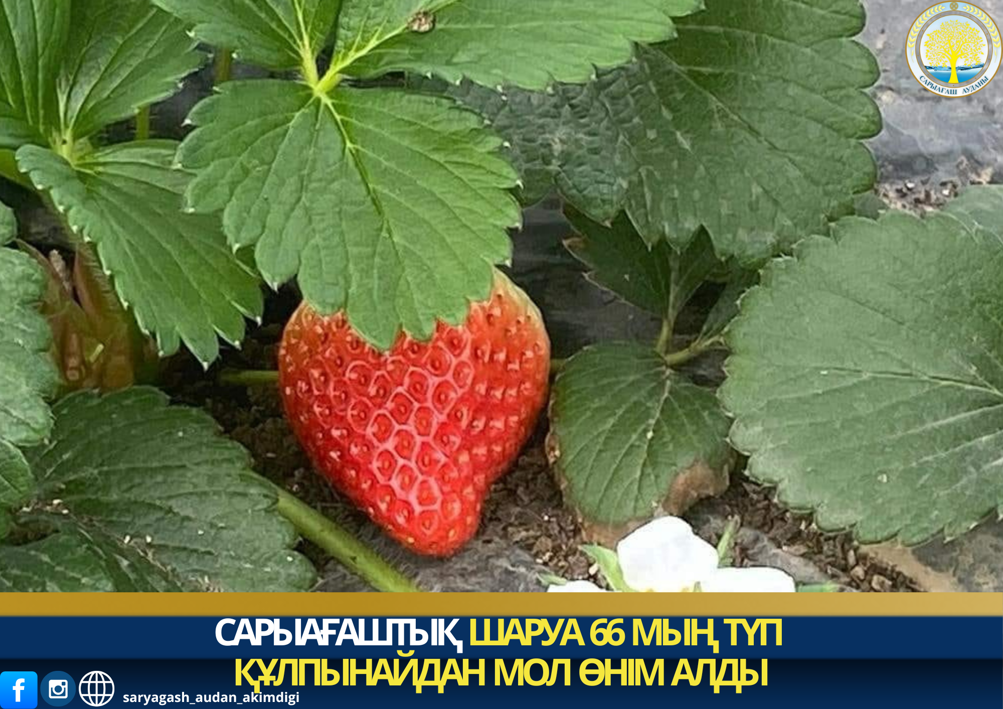 САРЫАҒАШТЫҚ ШАРУА&nbsp; 66 МЫҢ ТҮП ҚҰЛПЫНАЙДАН МОЛ ӨНІМ АЛДЫ