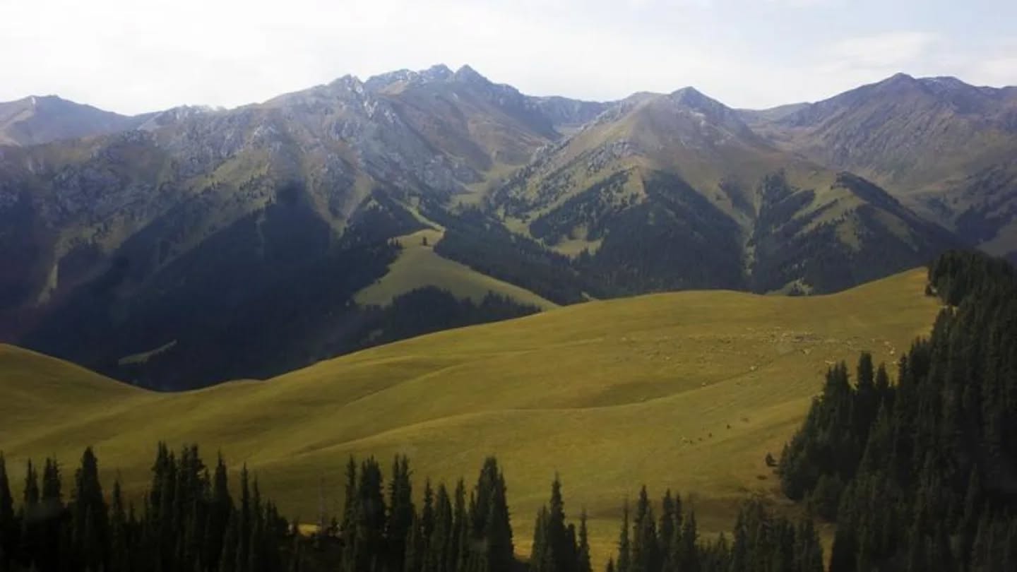 🔰Құрметті орман шаруашылығы саласының қызметкерлері!